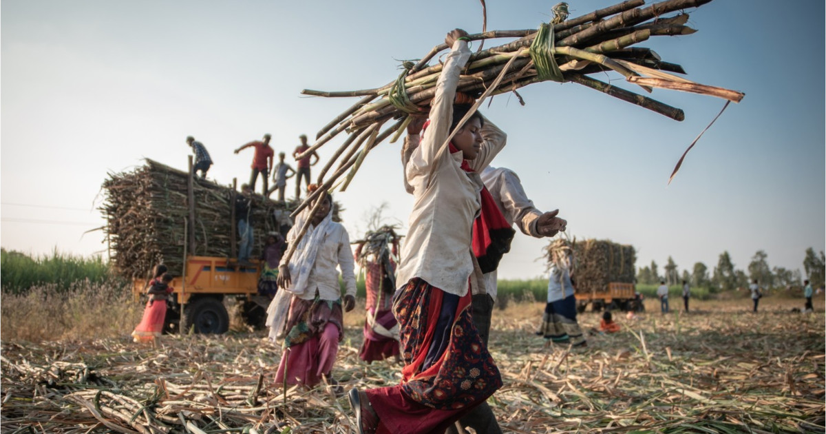 Datorii și histerectomii: presiunea asupra femeilor care recoltează trestie în India